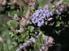Ceanothus confusus