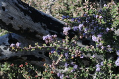 Ceanothus confusus