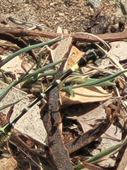 Austrogomphus cornutus