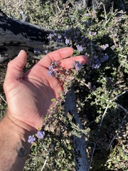 Ceanothus confusus