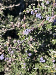 Ceanothus confusus