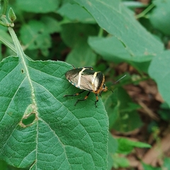 Pharypia nitidiventris