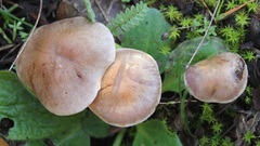 Cortinarius anomalus