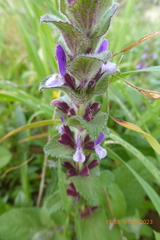 Salvia viridis