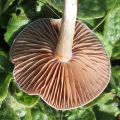 Cortinarius anomalus