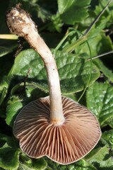 Cortinarius anomalus