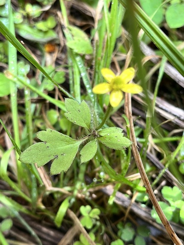 Ranunculus reflexus observed 2023-01-03