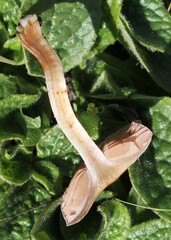 Cortinarius anomalus