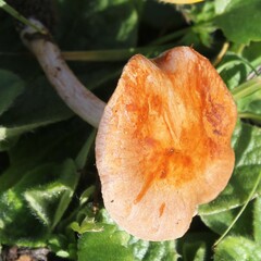 Cortinarius anomalus