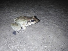 Leptodactylus fuscus