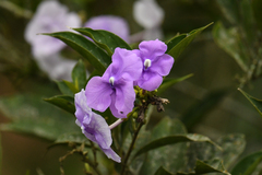 Brunfelsia grandiflora