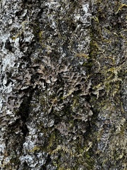 Peltigeraceae