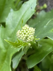 Ixeridium laevigatum