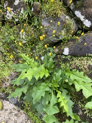 Ixeridium laevigatum