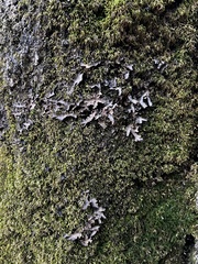 Peltigeraceae