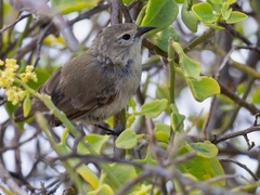 Certhidea fusca