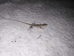 Cnemidophorus lemniscatus