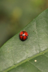 Diacantha