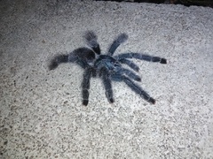 Avicularia avicularia