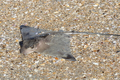 Myliobatis freminvillei