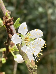 Prunus salicina