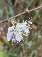 Prunus salicina