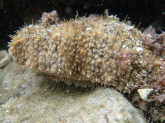 Actinopyga echinites