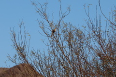 Toxostoma crissale