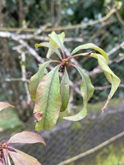 Prunus salicina