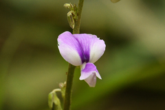 Neustanthus phaseoloides