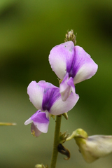 Neustanthus phaseoloides