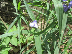 Tradescantia subaspera
