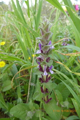 Salvia viridis
