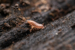 Trichoniscus pusillus