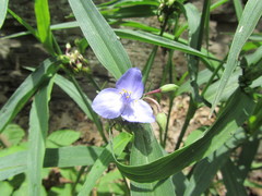 Tradescantia subaspera
