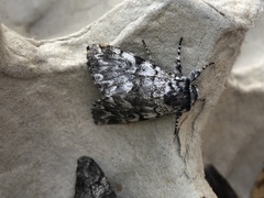 Panthea acronyctoides