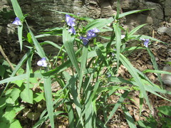 Tradescantia subaspera