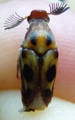 Macrosiagon octomaculata