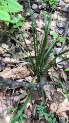 Oryzopsis asperifolia