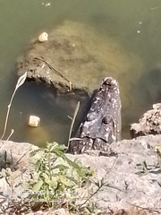Crocodylia