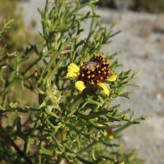 Encelia ventorum