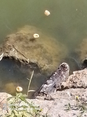 Crocodylia