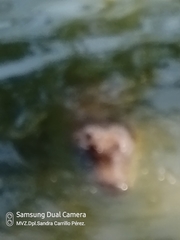 Crocodylia