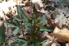 Zizia aurea