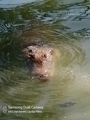 Crocodylia