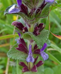 Salvia viridis