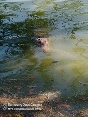 Crocodylia