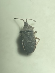 Catorhintha apicalis