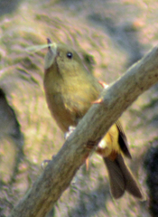 Diglossa baritula