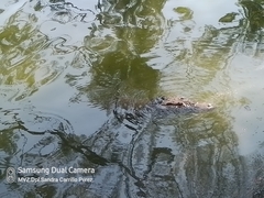 Crocodylia